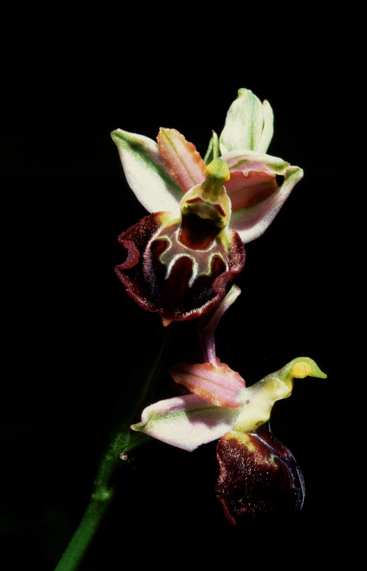 Ophrys exaltata ??